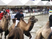 Kamelrennen in Niederbolheim