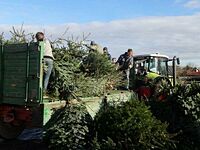 Weihnachtsbaum-Sammlung 2016