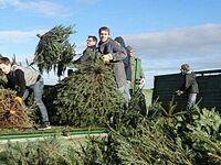 Weihnachtsbaum-Sammlung 2016