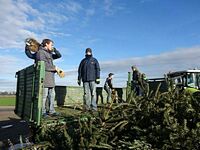 Weihnachtsbaum-Sammlung 2016