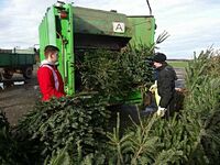 Weihnachtsbaum-Sammlung 2016