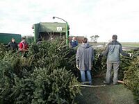 Weihnachtsbaum-Sammlung 2016