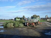 Weihnachtsbaum-Sammlung 2016