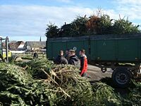 Weihnachtsbaum-Sammlung 2016