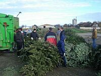 Weihnachtsbaum-Sammlung 2016