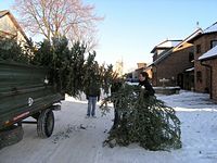 Weihnachtsbaum-Sammlung 2009