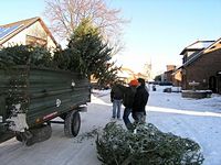 Weihnachtsbaum-Sammlung 2009