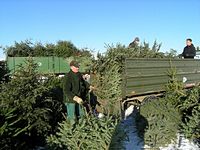 Weihnachtsbaum-Sammlung 2009