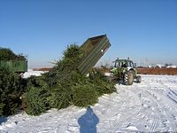 Weihnachtsbaum-Sammlung 2009