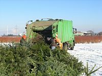 Weihnachtsbaum-Sammlung 2009