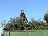 Weihnachtsbaum-Sammlung 2009