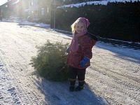 Weihnachtsbaum-Sammlung 2009