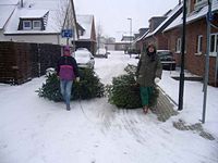 Weihnachtsbaum-Sammlung 2010