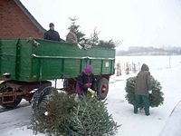 Weihnachtsbaum-Sammlung 2010