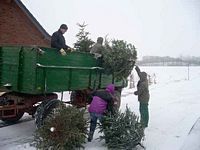 Weihnachtsbaum-Sammlung 2010