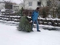 Weihnachtsbaum-Sammlung 2010