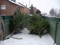 Weihnachtsbaum-Sammlung 2010