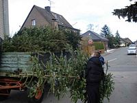 Weihnachtsbaum-Sammlung 2014