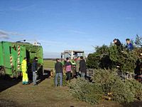 Weihnachtsbaum-Sammlung 2014