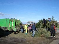 Weihnachtsbaum-Sammlung 2014