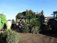 Weihnachtsbaum-Sammlung 2014