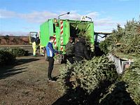 Weihnachtsbaum-Sammlung 2014