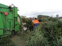 Weihnachtsbaum-Sammlung 2007