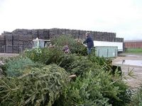 Weihnachtsbaum-Sammlung 2007