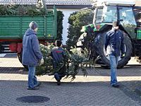 Weihnachtsbaum-Sammlung 2013