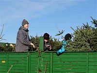 Weihnachtsbaum-Sammlung 2013