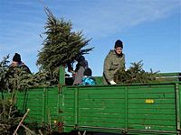 Weihnachtsbaum-Sammlung 2013