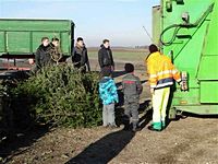 Weihnachtsbaum-Sammlung 2013