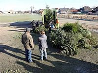 Weihnachtsbaum-Sammlung 2013