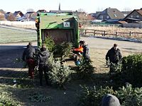 Weihnachtsbaum-Sammlung 2013