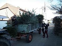 Weihnachtsbaum-Sammlung 2013