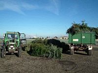 Weihnachtsbaum-Sammlung 2013