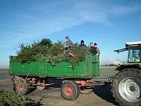 Weihnachtsbaum-Sammlung 2013