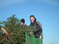 Weihnachtsbaum-Sammlung 2013