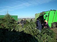 Weihnachtsbaum-Sammlung 2013