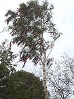 Maibaum 2002 der Jungschützen